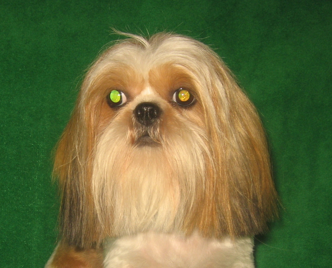 shih tzu summer cut shih tzu cut hairstyle gallery shih tzu summer cut shih tzu cut hairstyle gallery